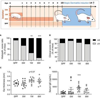 Delayed Gut Colonization Shapes Future Allergic Responses in a Murine Model of Atopic Dermatitis